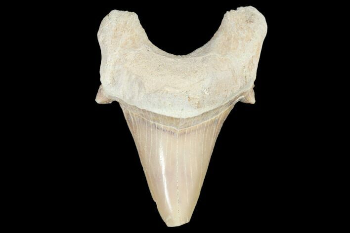 Fossil Shark Tooth (Otodus) - Morocco #103229